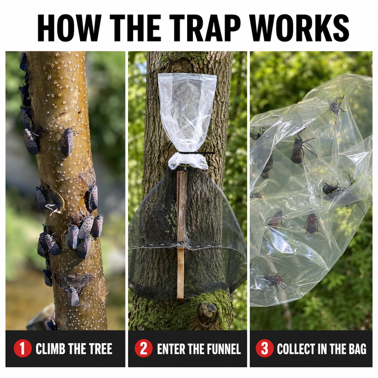 LanternFly Trap Co on a large tree with partial wrap demonstrating effective coverage