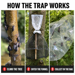 LanternFly Trap Co on a large tree with partial wrap demonstrating effective coverage