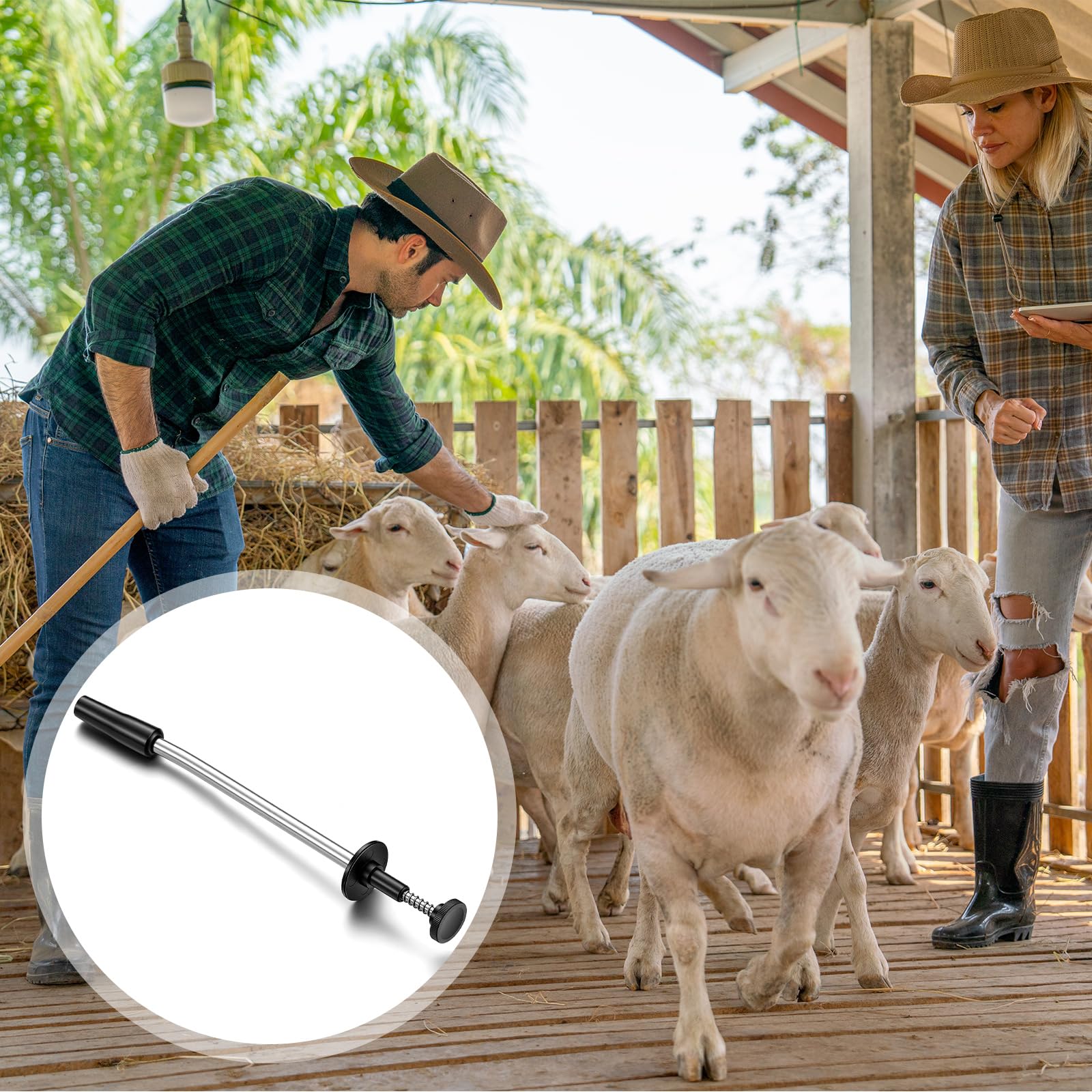 Lanties bolus gun in use with a goat delivering medication safely