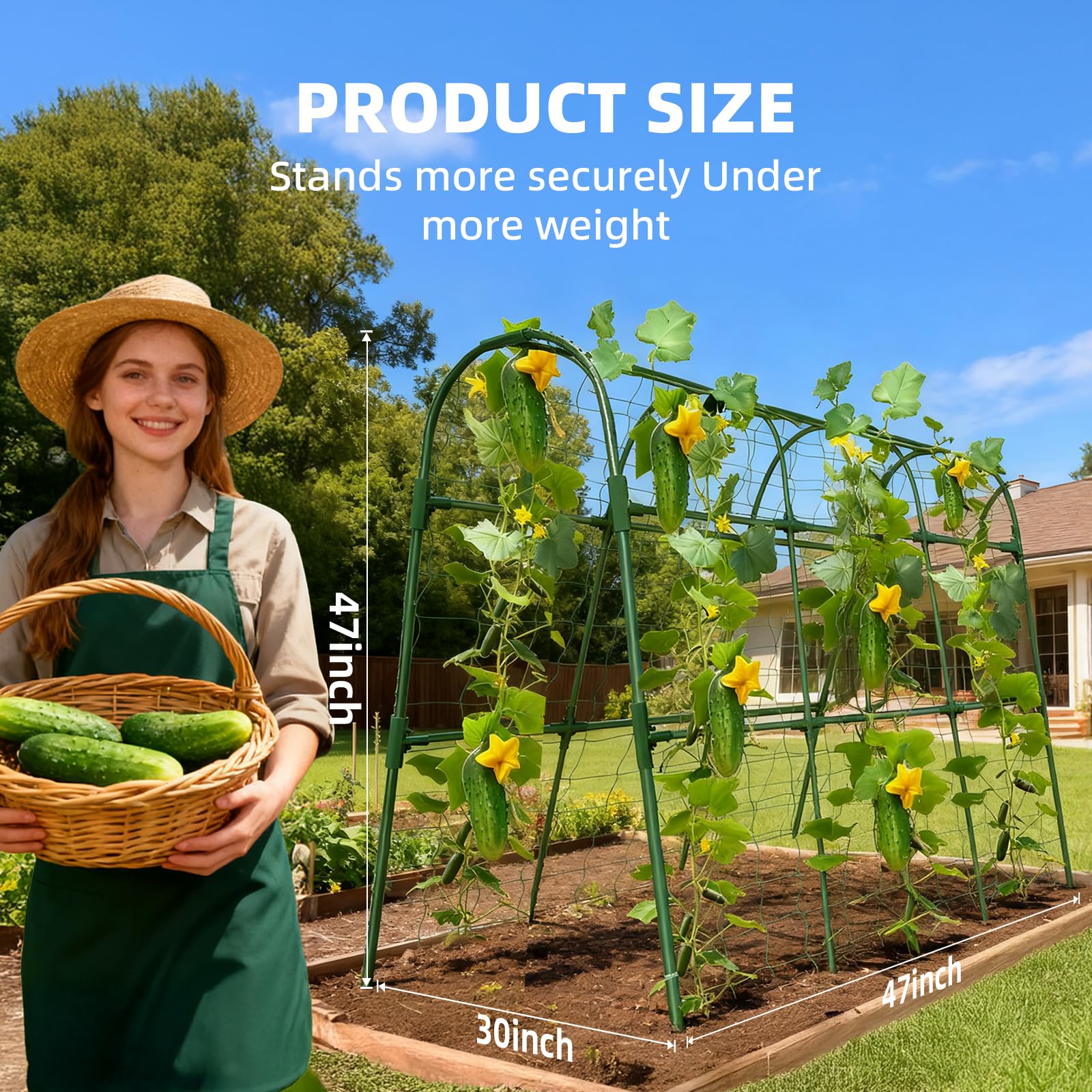 Laodier installed in raised bed illustrating vertical growth and easier harvesting