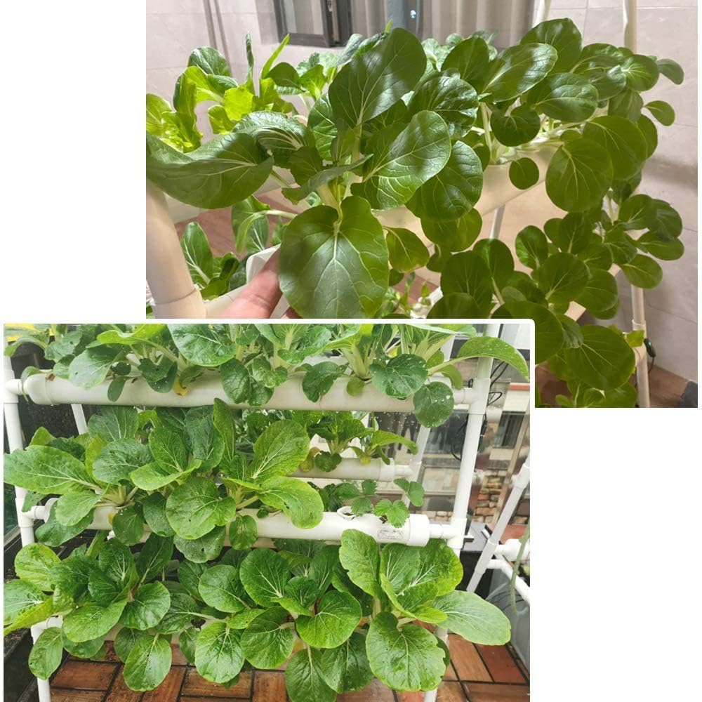 LAPOND growing strawberries on the system showing higher-yield harvest potential