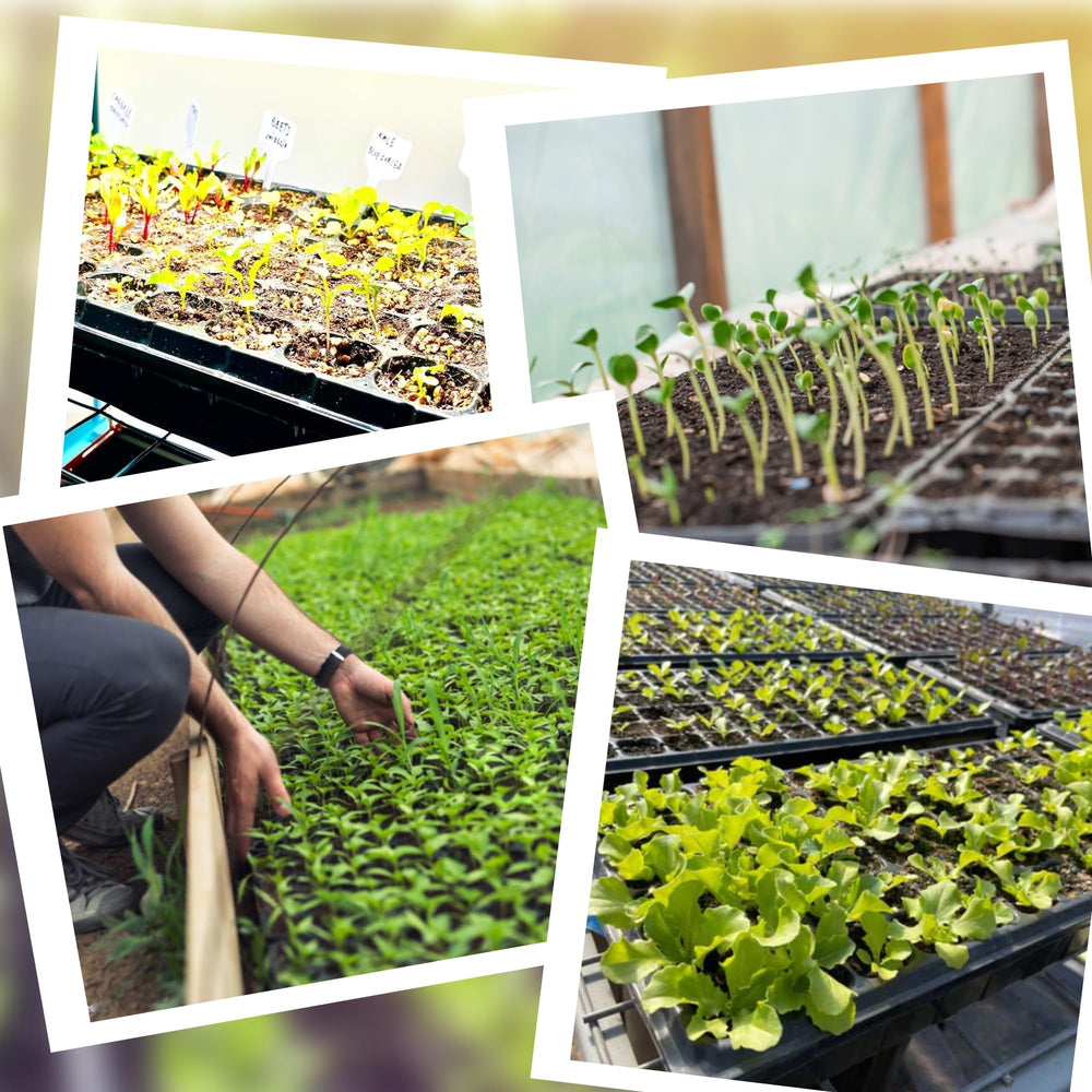 LARNORJE trays on a greenhouse bench with seedlings showing practical home use
