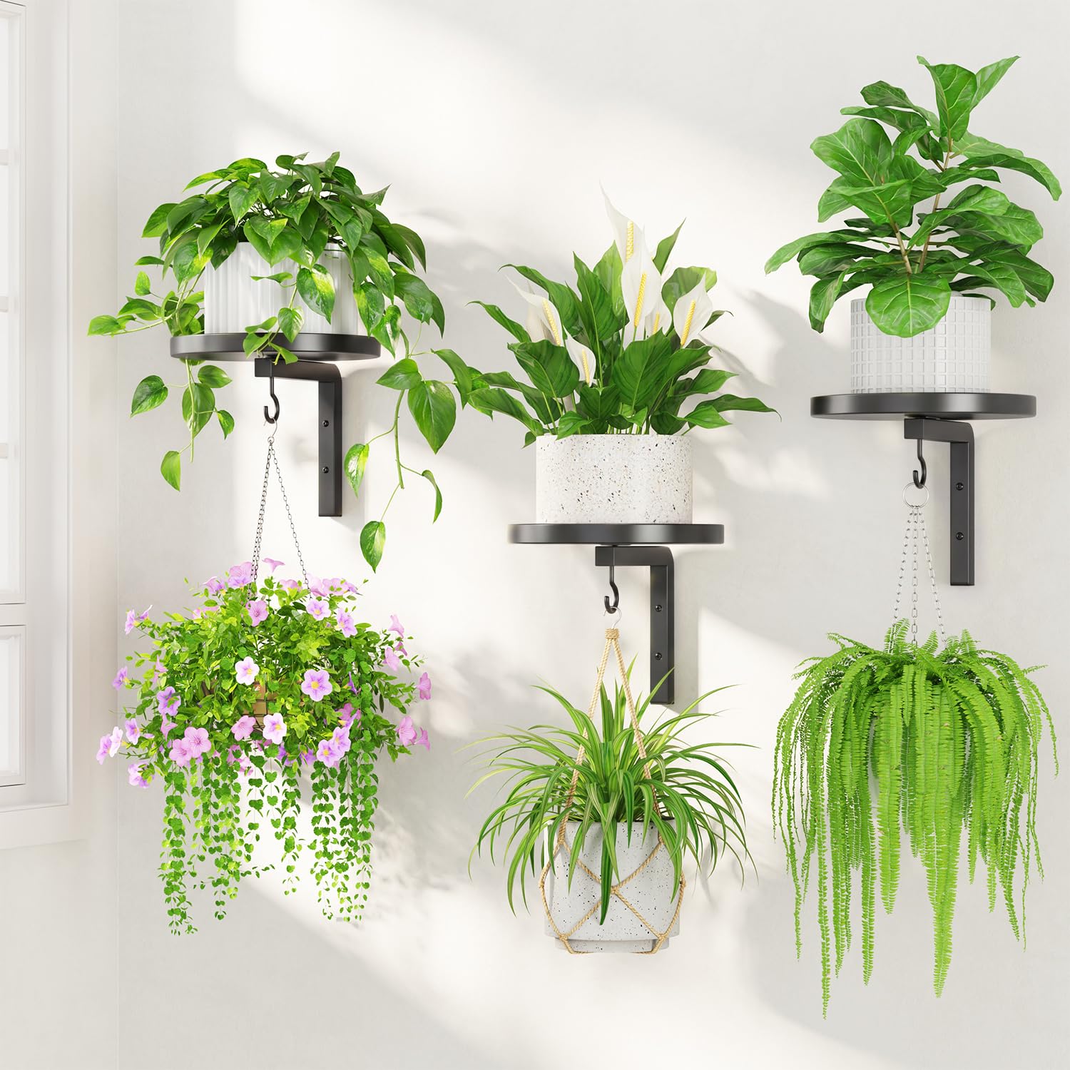 LASZOLA front view of mounted plant hanger showing tidy wall display and space saving