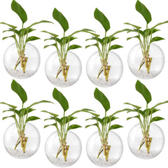 Layhit front view of eight clear wall planters showing set and packaging benefit display