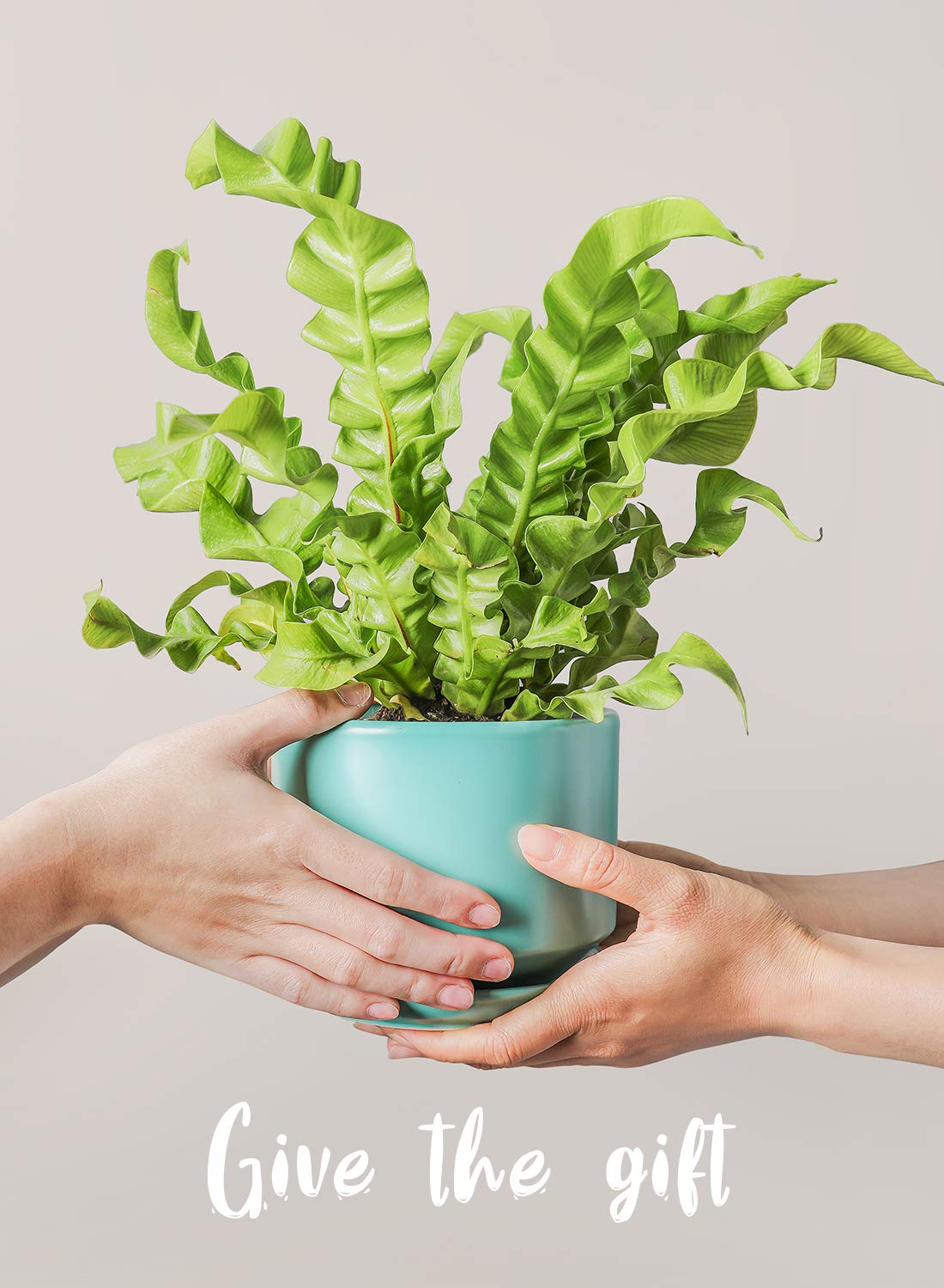 LE TAUCI medium aqua pot holding kitchen herbs, grows fresh herbs indoors