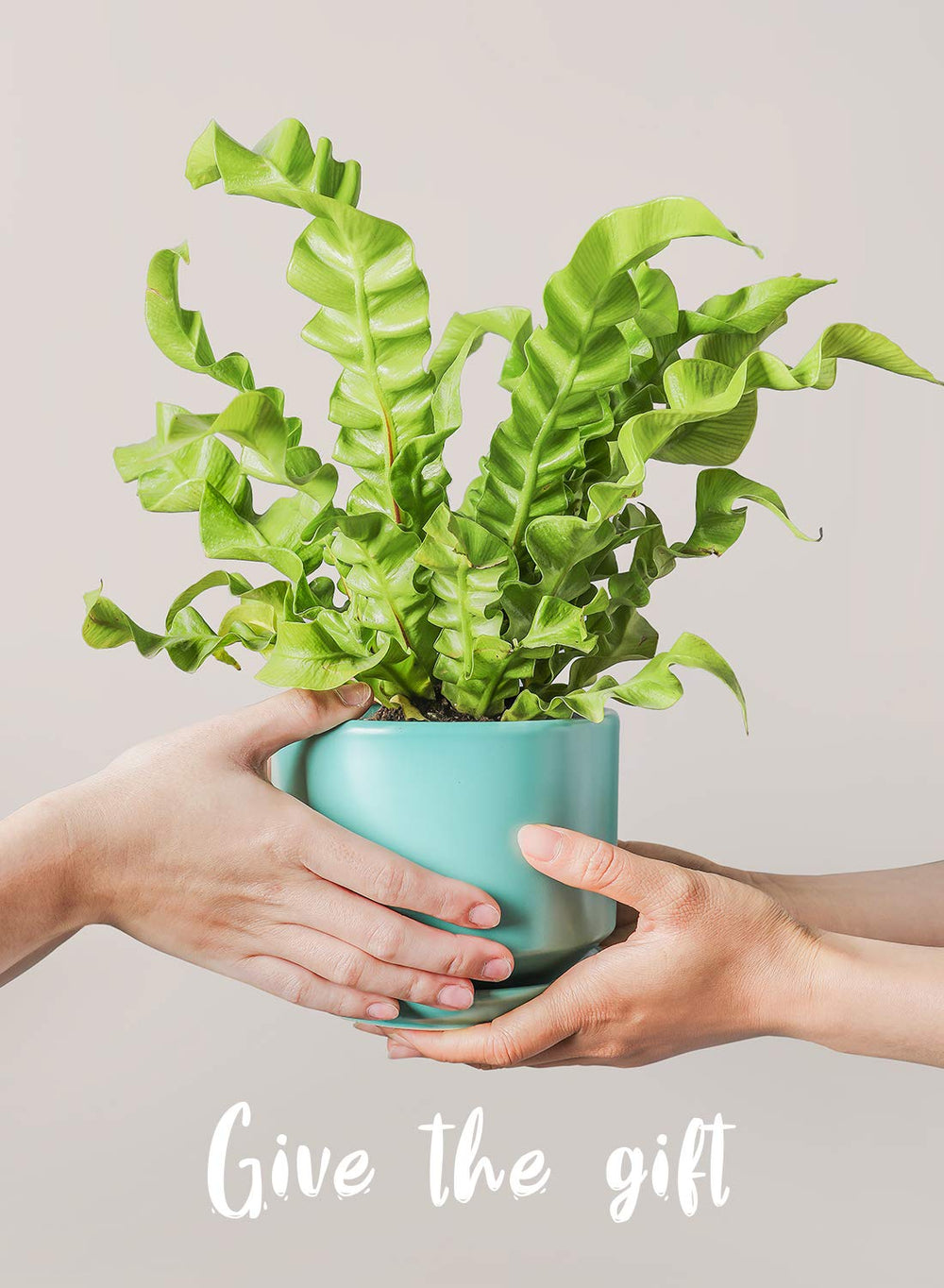 LE TAUCI medium aqua pot holding kitchen herbs, grows fresh herbs indoors
