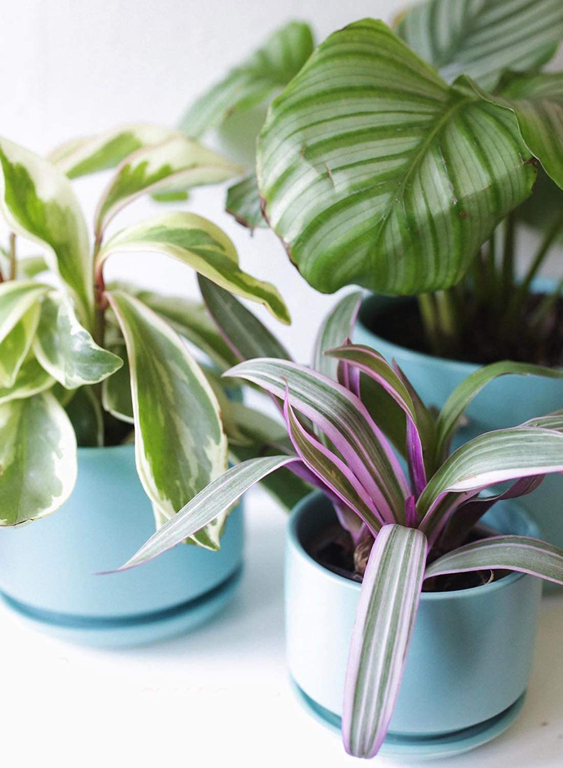 LE TAUCI pot size comparison held in hand, shows compact scale