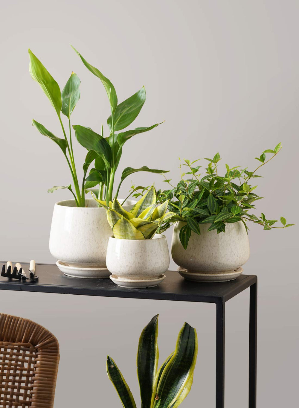 LE TAUCI set gift-wrapped ready for gifting, ideal present for plant lovers