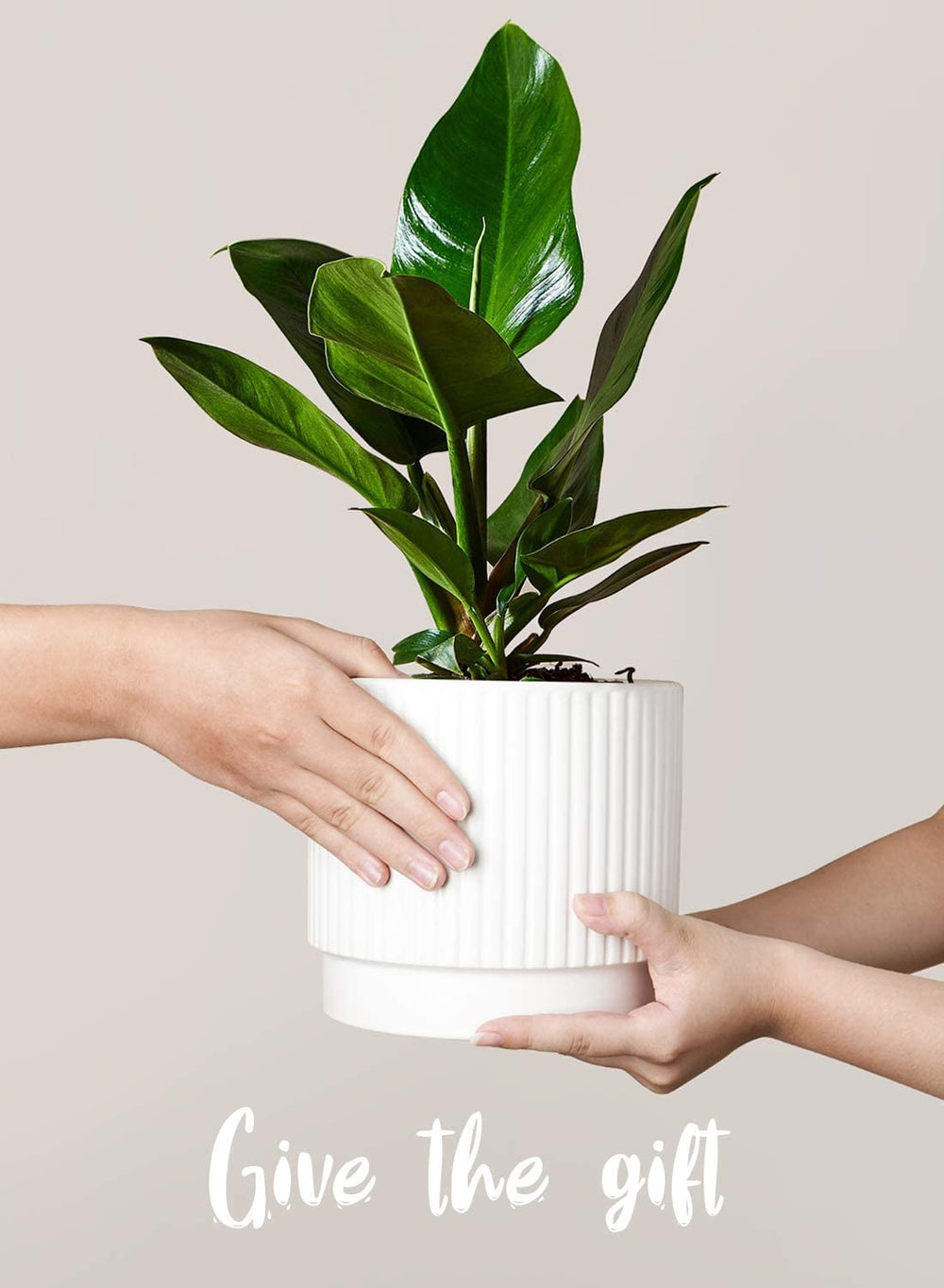 LE TAUCI planters in living room with plants adding decorative greenery and calm