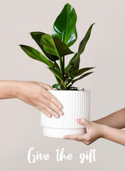 LE TAUCI planters in living room with plants adding decorative greenery and calm
