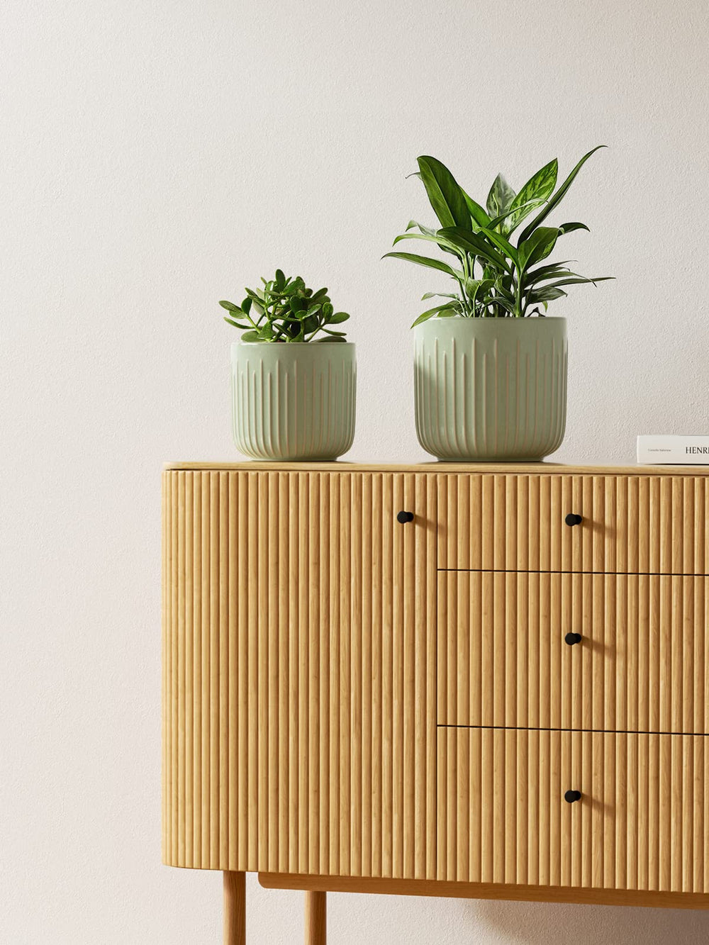 LE TAUCI pot with snake plant on shelf demonstrating stable indoor display