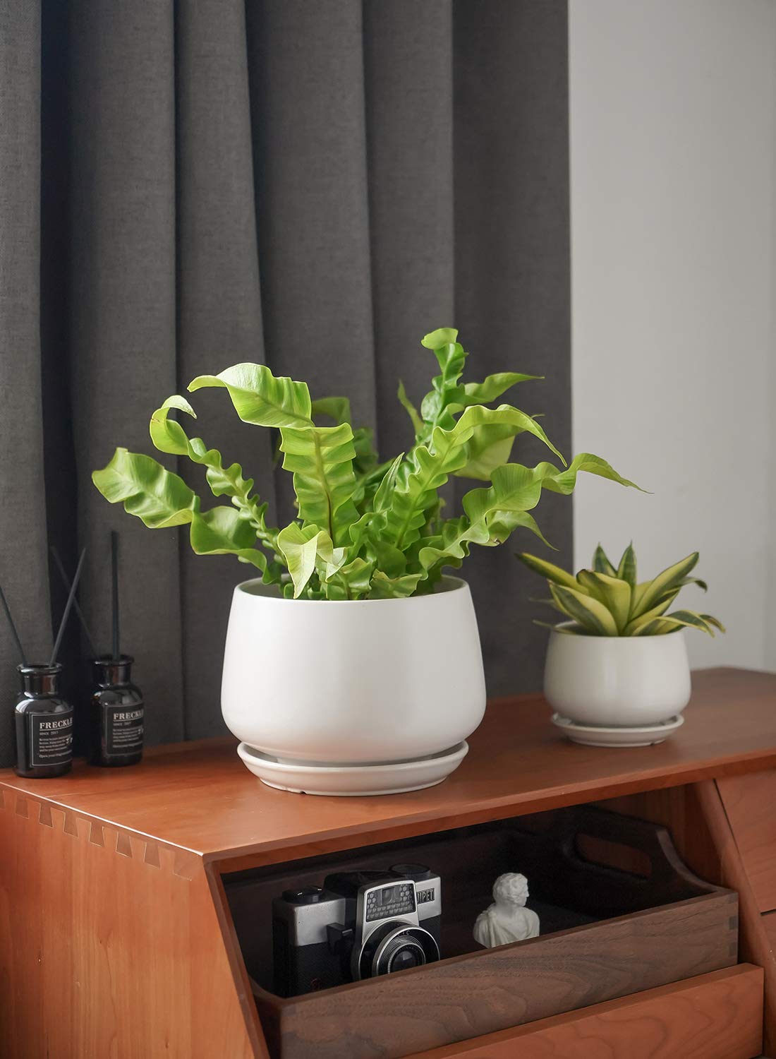 LE TAUCI small succulent planted on shelf demonstrating compact display