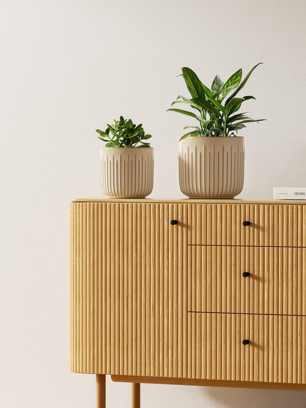 LE TAUCI large planter holding snake plant, stable support for tall foliage