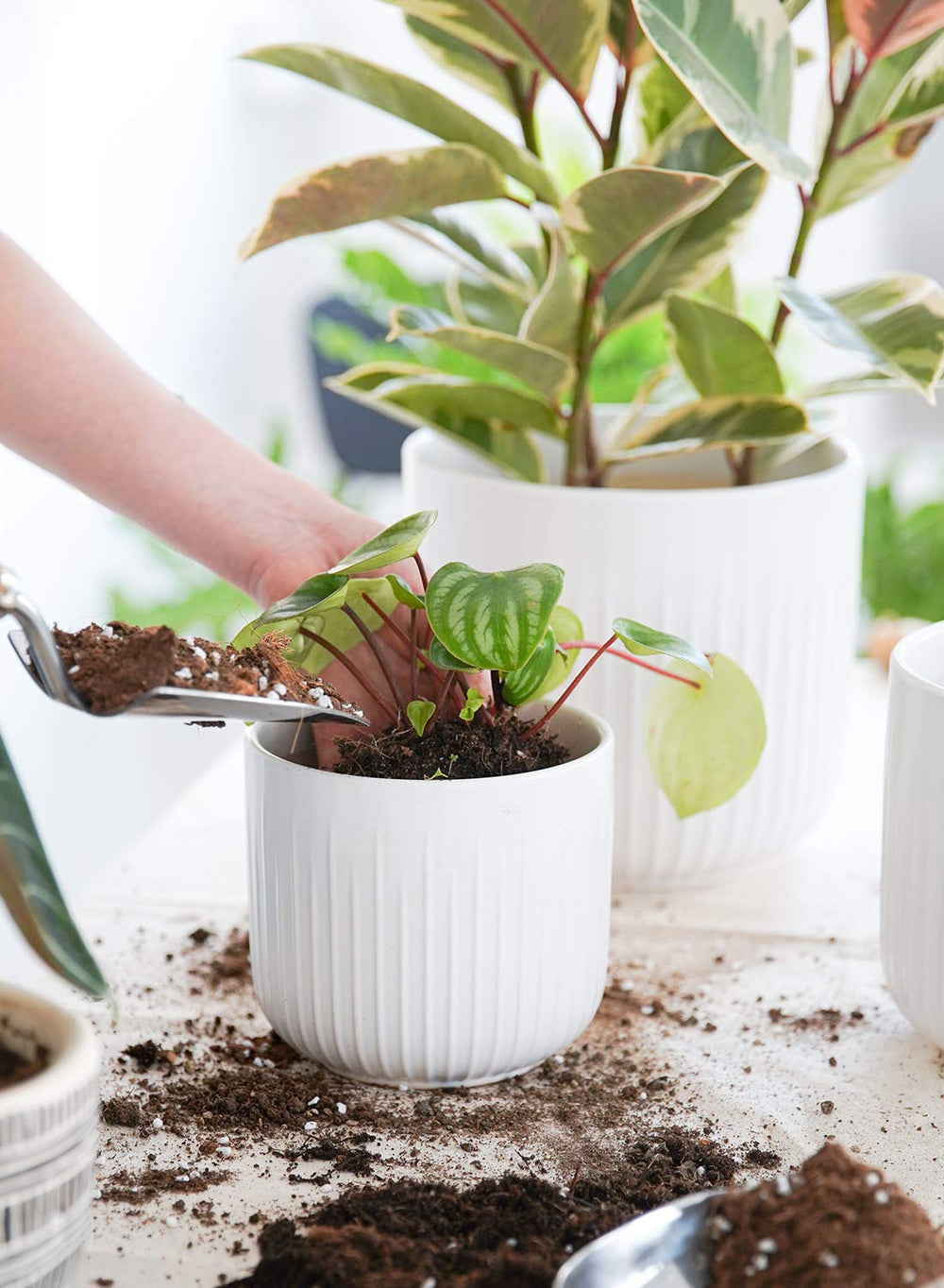 LE TAUCI large planter holding a snake plant offering height and stability benefit