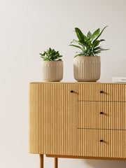 LE TAUCI large planter holding snake plant, stable support for tall foliage