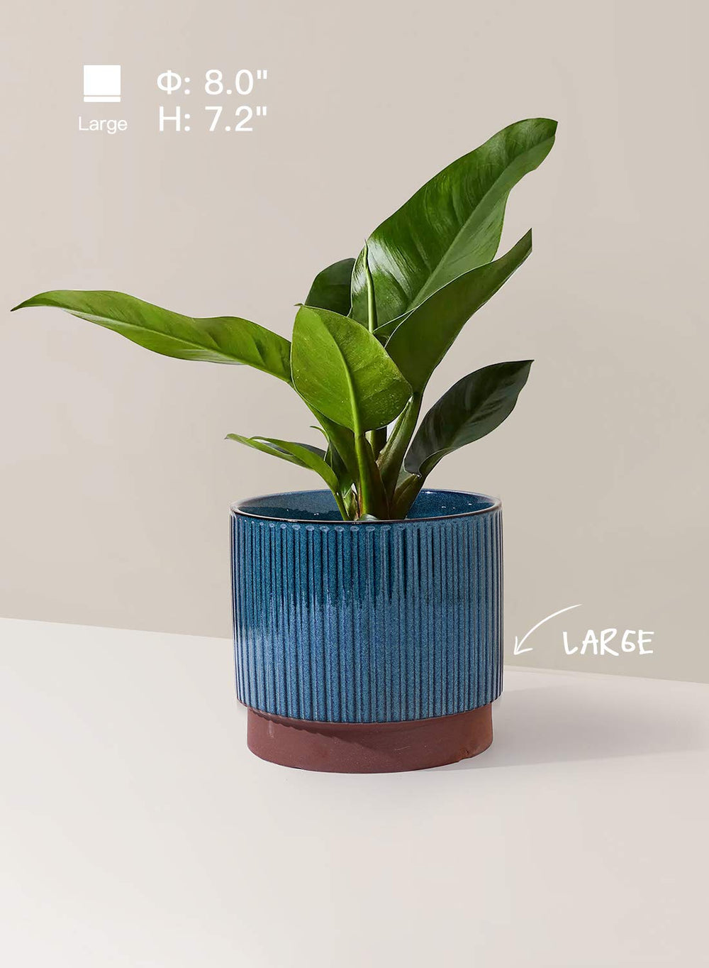 LE TAUCI largest blue pot planted with foliage showing stability and scale