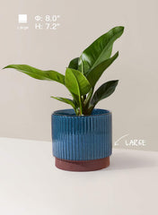 LE TAUCI largest blue pot planted with foliage showing stability and scale