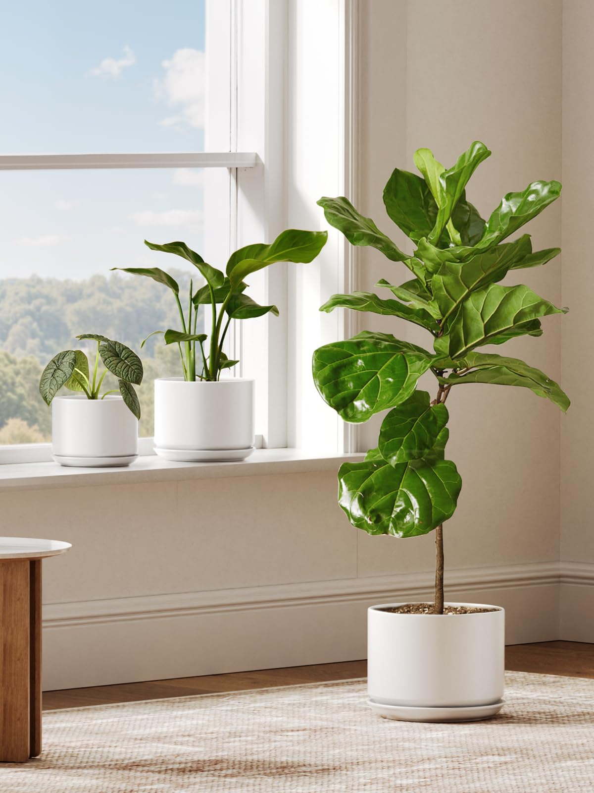 LE TAUCI lifestyle shot in living room showing minimalist decor and cohesive plant display