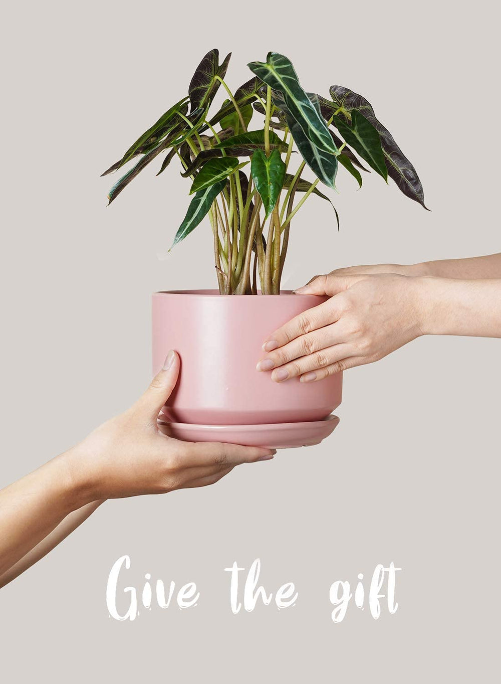 LE TAUCI medium pot with trailing plant demonstrating decorative use and stability