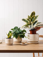 LE TAUCI mesh pad placed in pot preventing soil loss and keeping saucer clean benefit