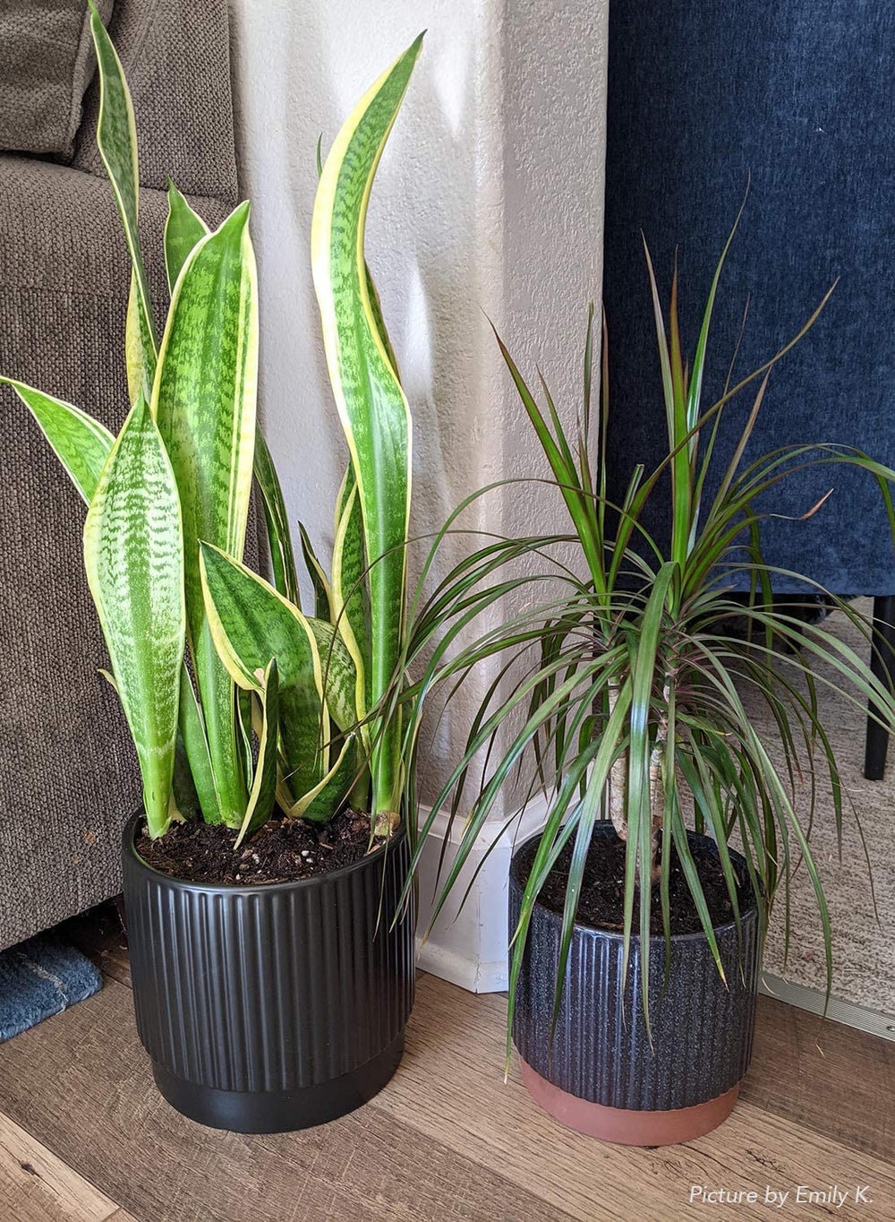 LE TAUCI on balcony with plants demonstrating outdoor versatility