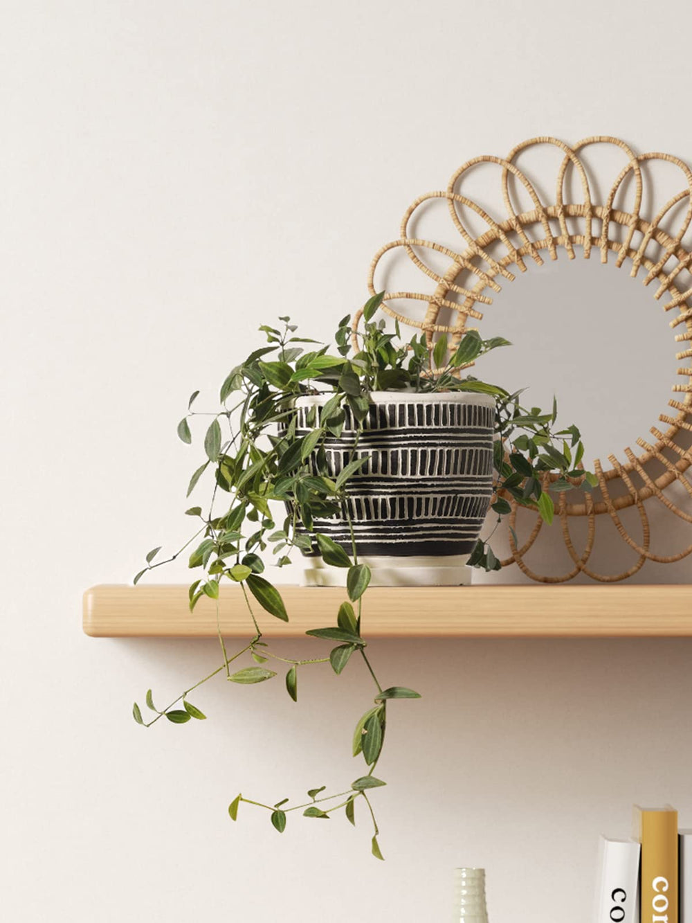 LE TAUCI succulent planted in pot demonstrating healthy display and compact fit