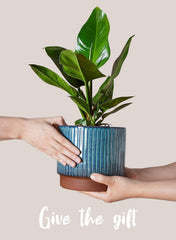 LE TAUCI planter on windowsill with plant showing space-saving styling benefit