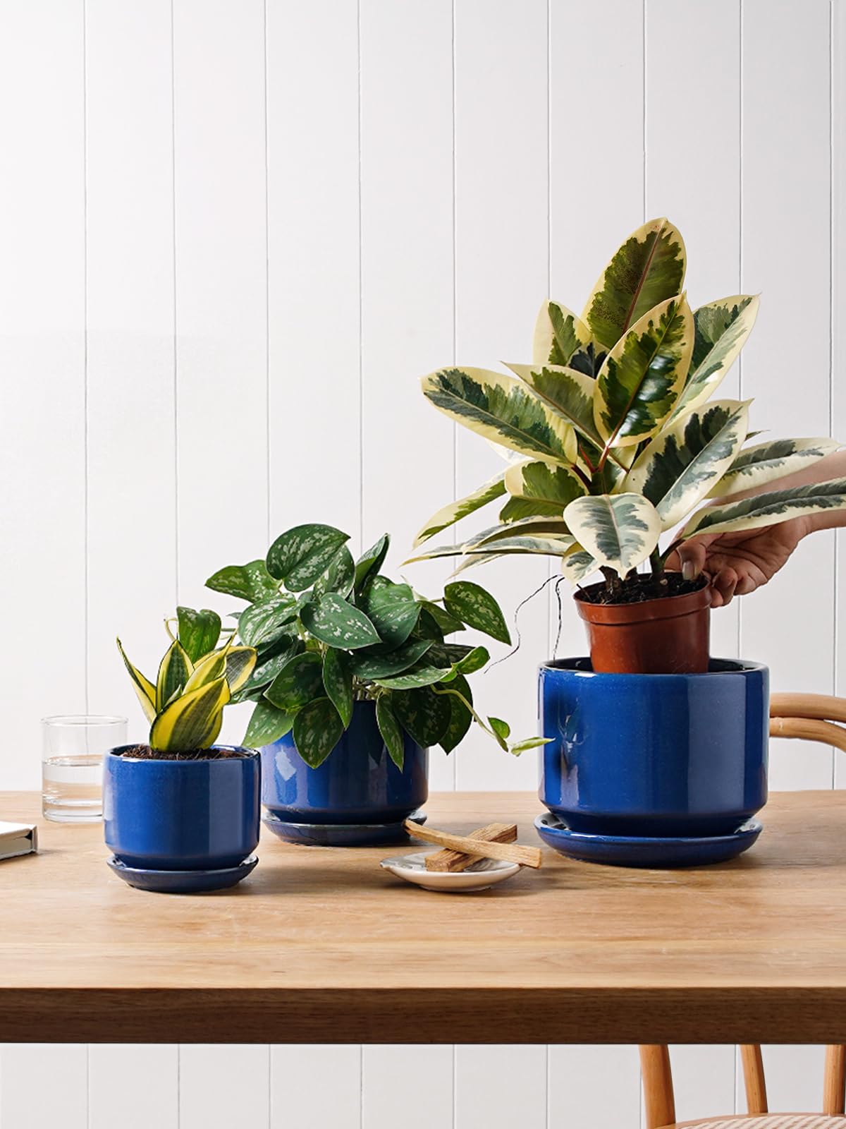 LE TAUCI small pot holding a succulent, compact planting benefit