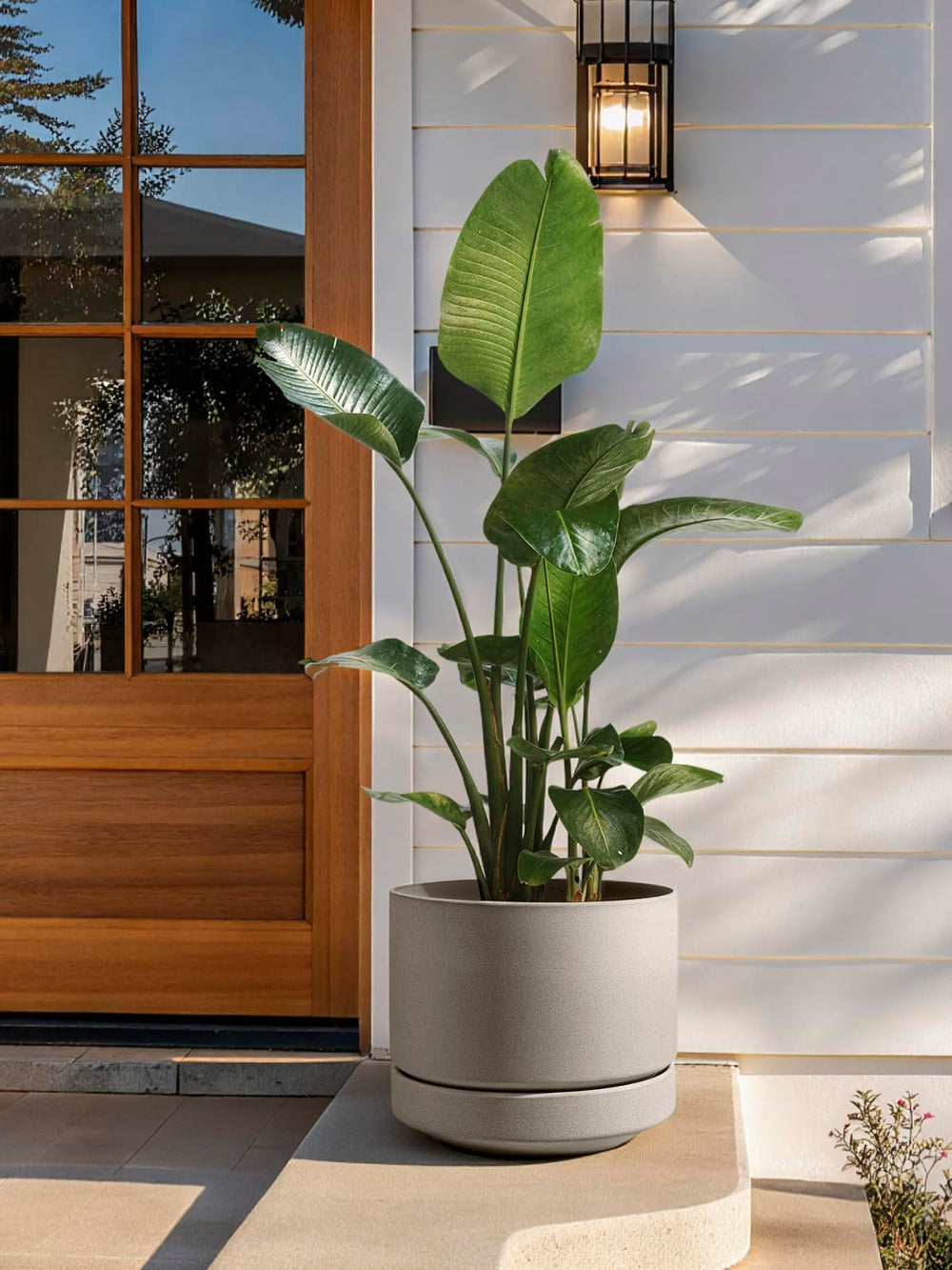 LE TAUCI pot beside 14 inch ruler illustrating size and scale for plant selection