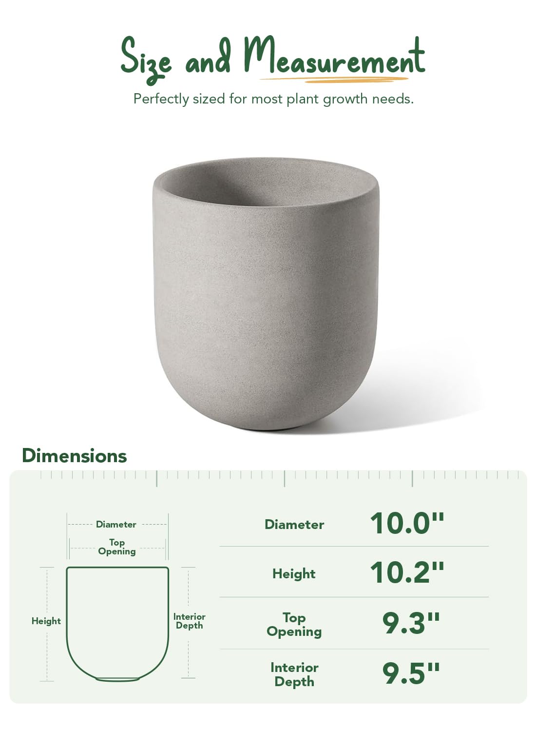 LE TAUCI size comparison with hand showing scale and stability for medium plants