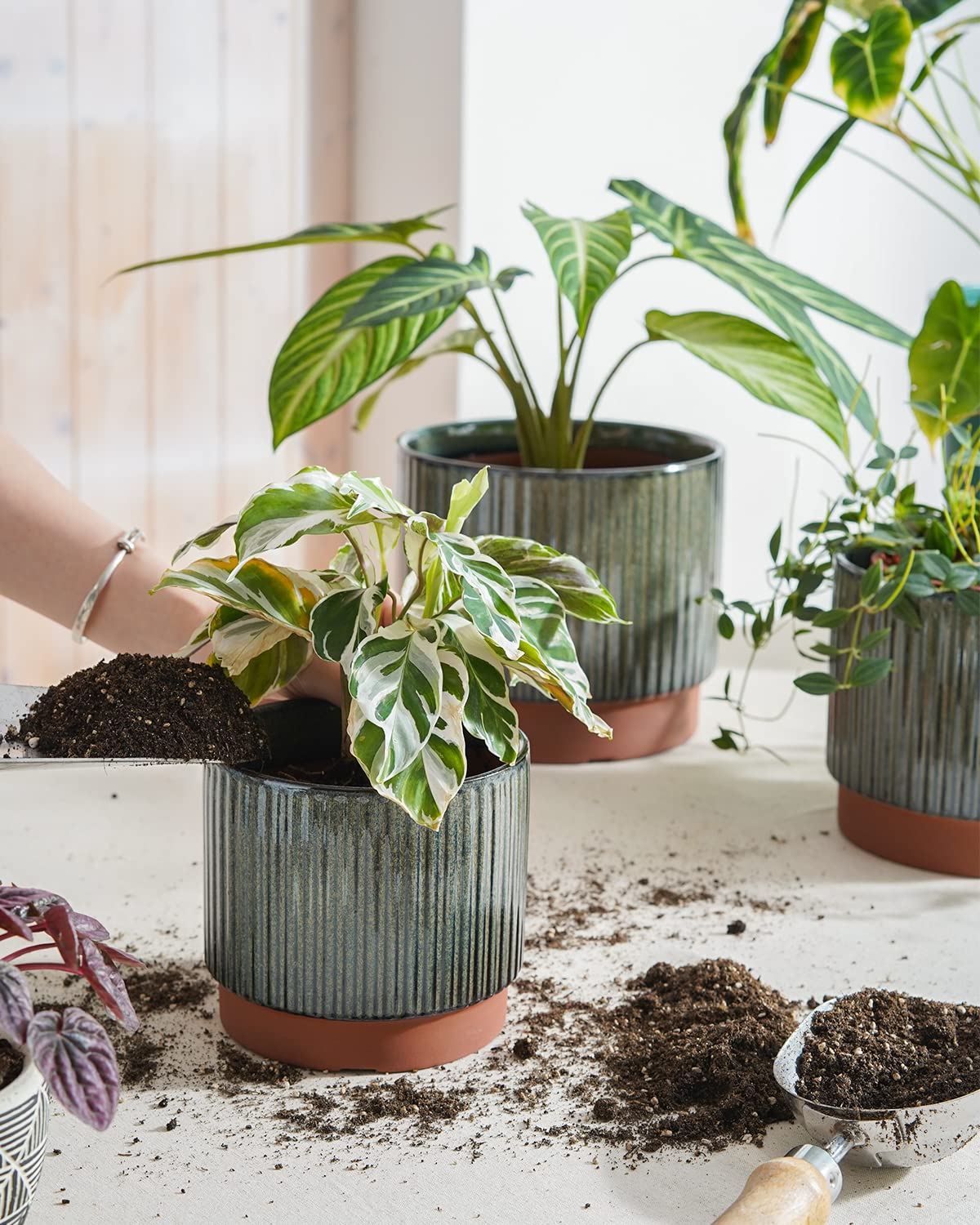 LE TAUCI styled on shelf with plants illustrating coordinated look