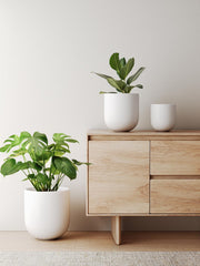 LE TAUCI planter with olive tree in living room showing stylish greenery and space improvement
