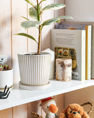 LE TAUCI pot holding succulent demonstrating neat drainage and decorative use