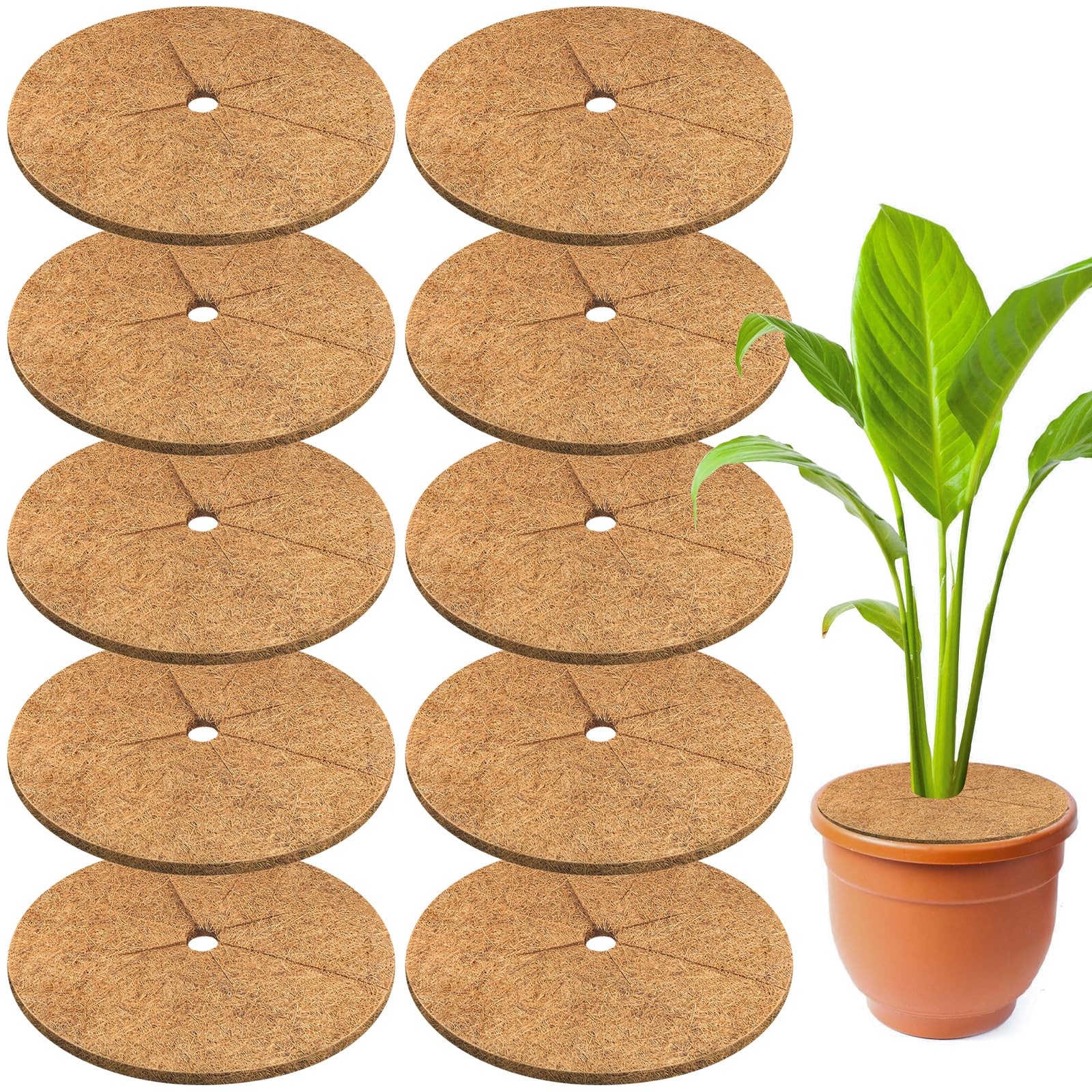 Legigo 14-inch mulch ring front view showing neat plant protection benefit