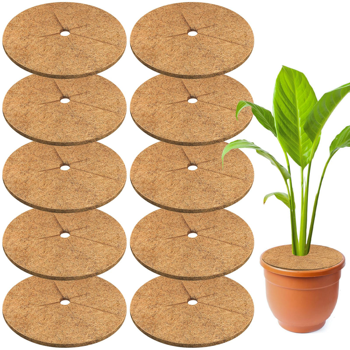 Legigo 14-inch mulch ring front view showing neat plant protection benefit