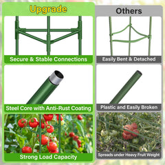 Legigo cage supporting a mature tomato plant showing crop protection and upright growth benefit