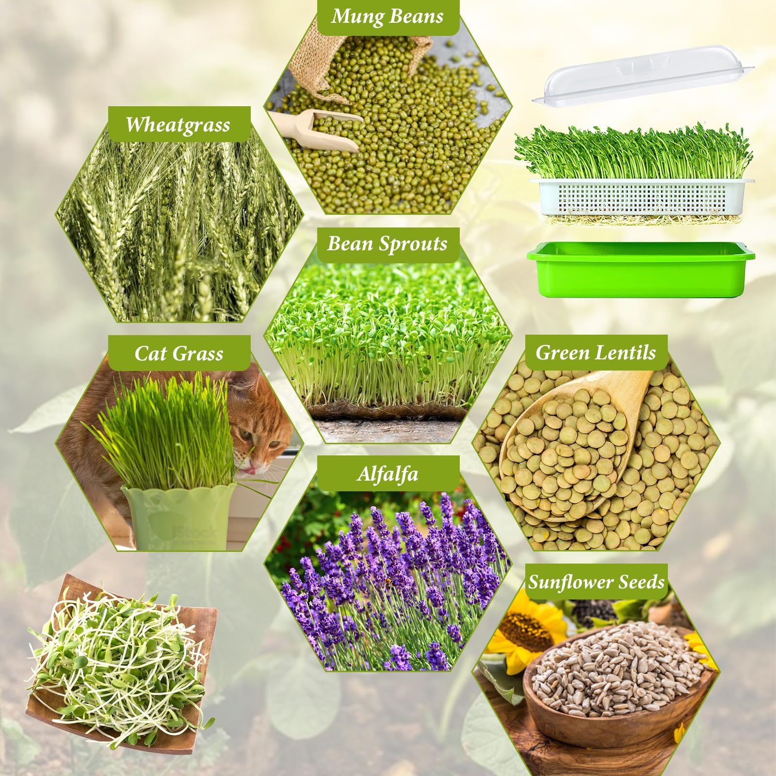 Legigo germination paper with seeds displayed showing containment benefit: prevents seed loss