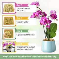 Legigo moss used for orchid rooting encouraging healthy root growth