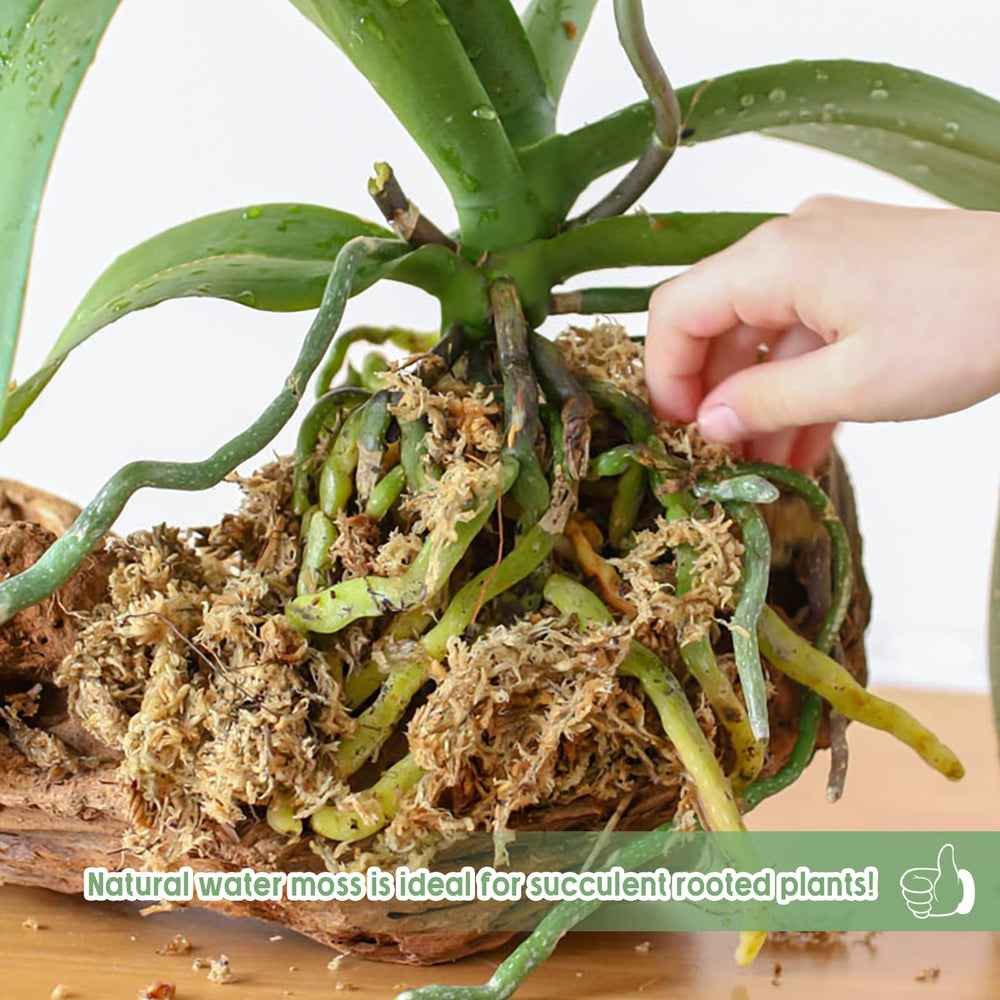 Legigo moss in hand showing compact dry size and expanded scale