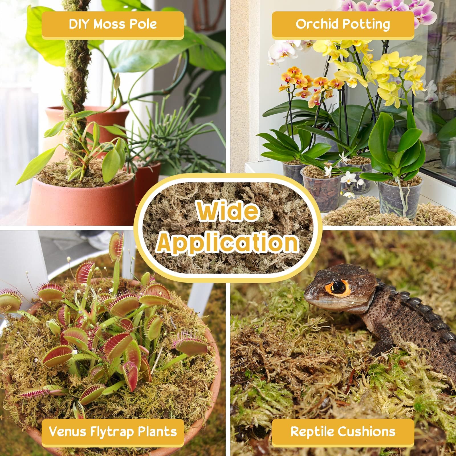 Legigo layered in a terrarium illustrating humidity control and habitat benefit