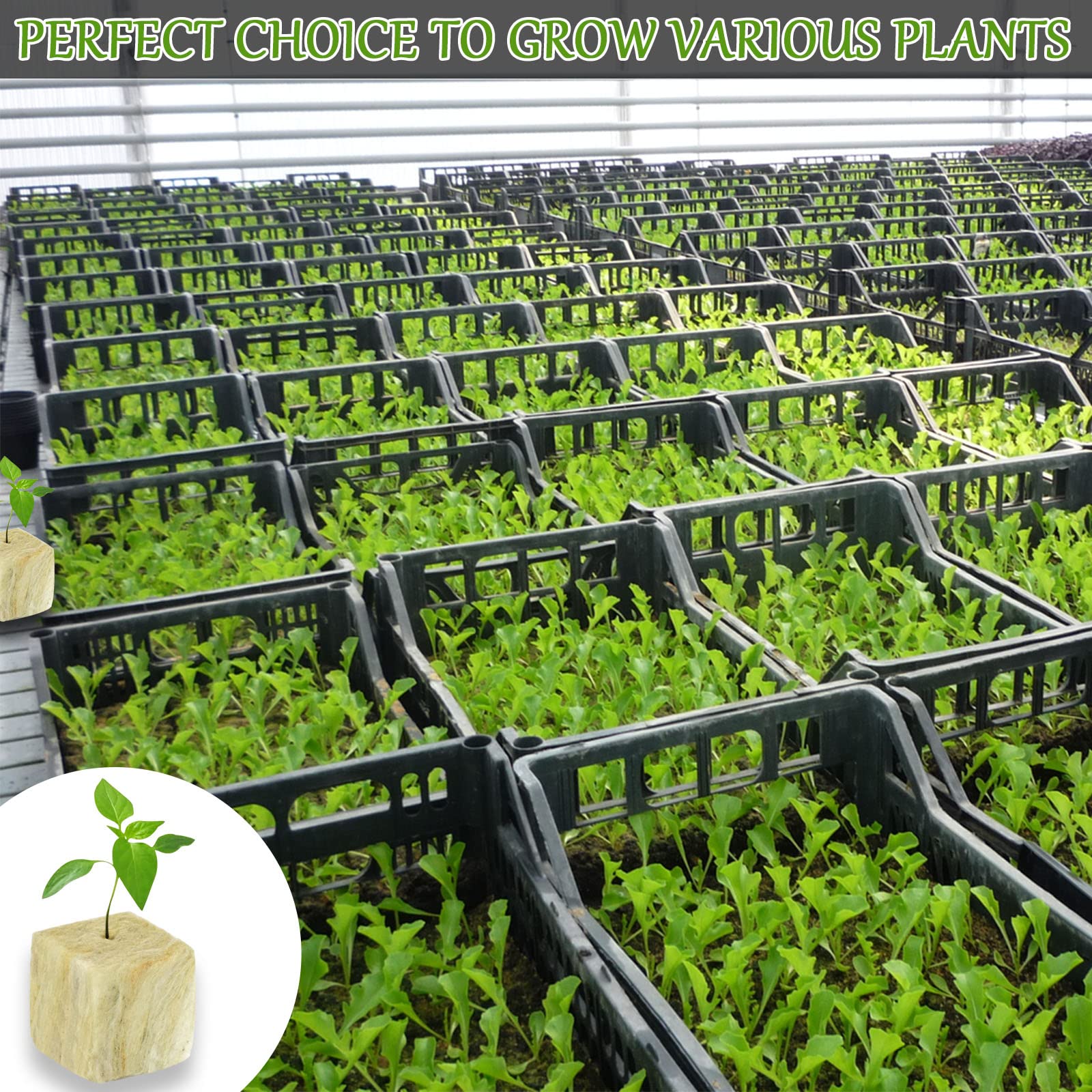 Legigo hands transplanting a plug showing effortless move to soil or pot with minimal shock