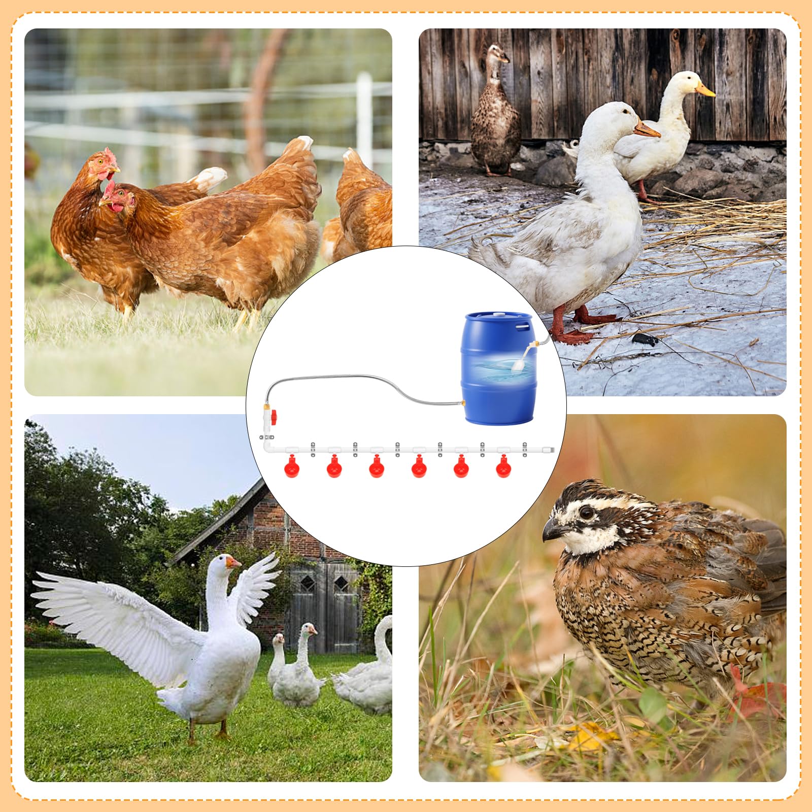 LEIFEOSH backyard flock drinking from installed system promoting cleaner water