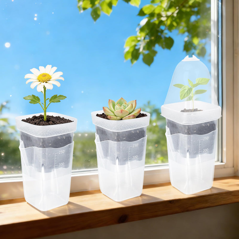 LEMEWEL propagation pots hosting succulent cuttings for successful rooting