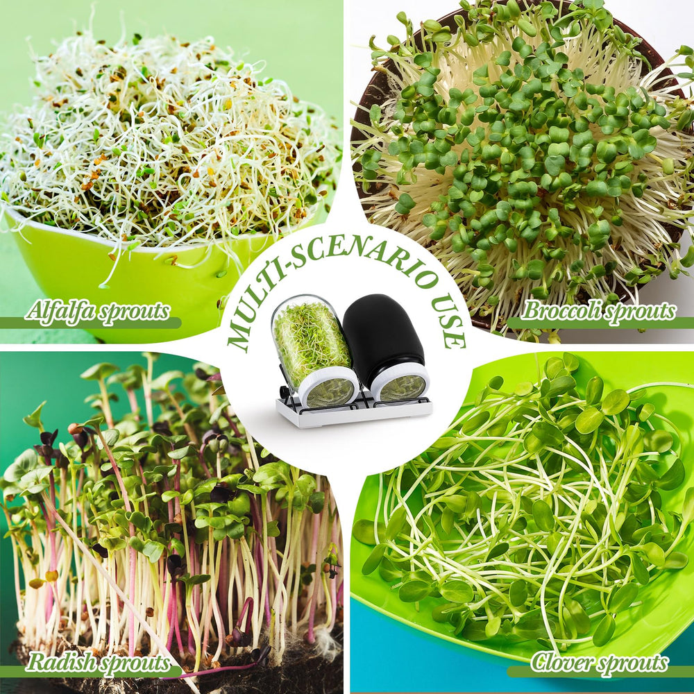 LemonRoad kitchen scene with fresh sprouts harvested and ready to serve