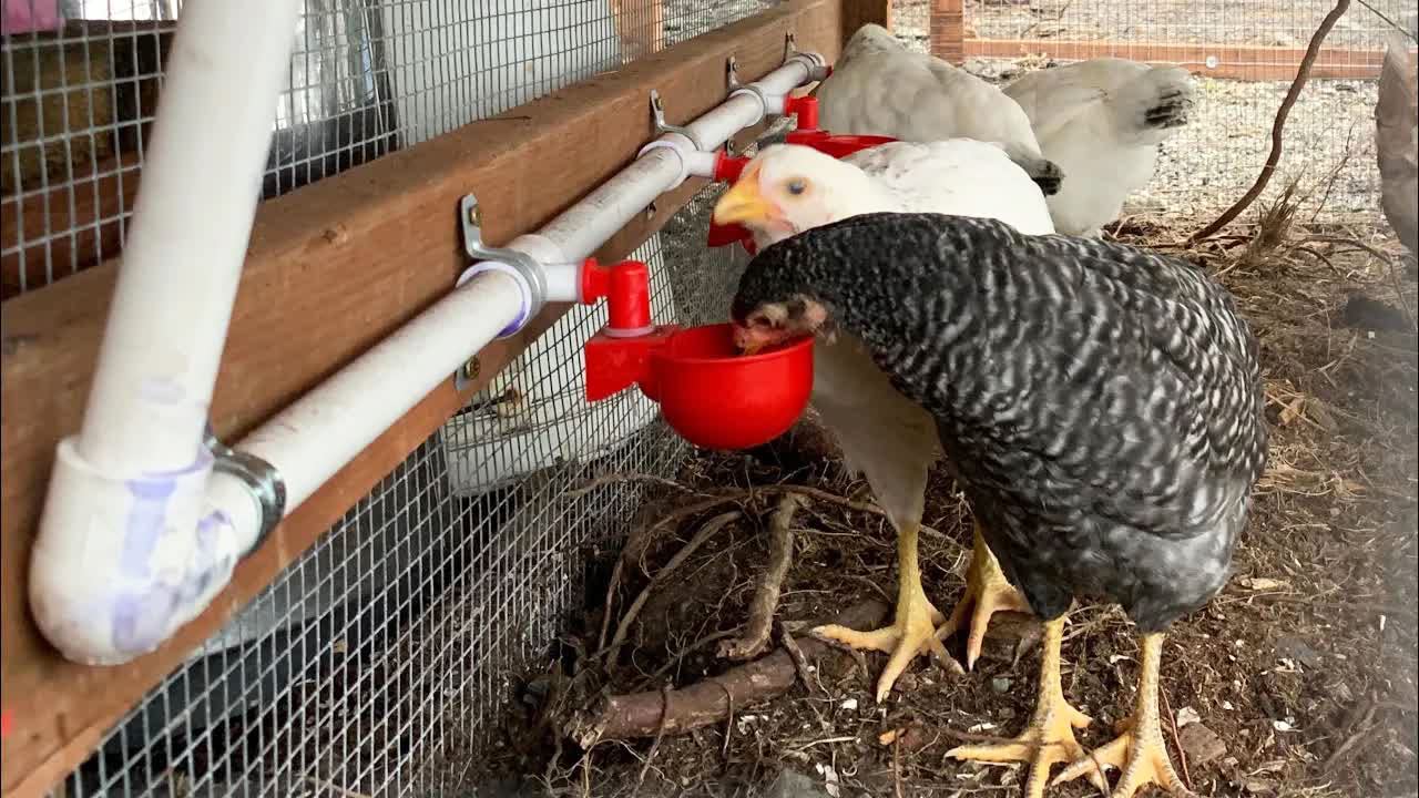 letsFix installed waterer in a coop setting showing tidy setup benefit reduced mess