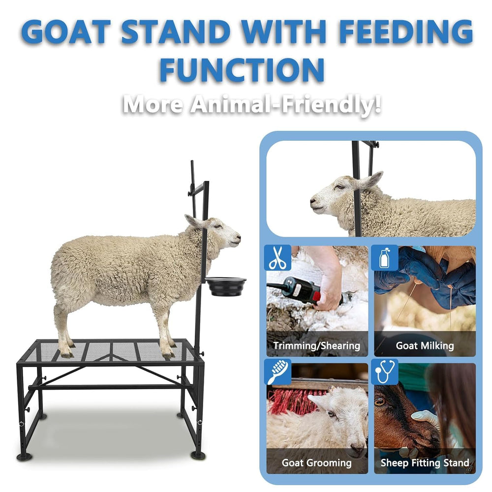 Lezbanz in use with a pygmy goat showing calm feeding and easier trimming