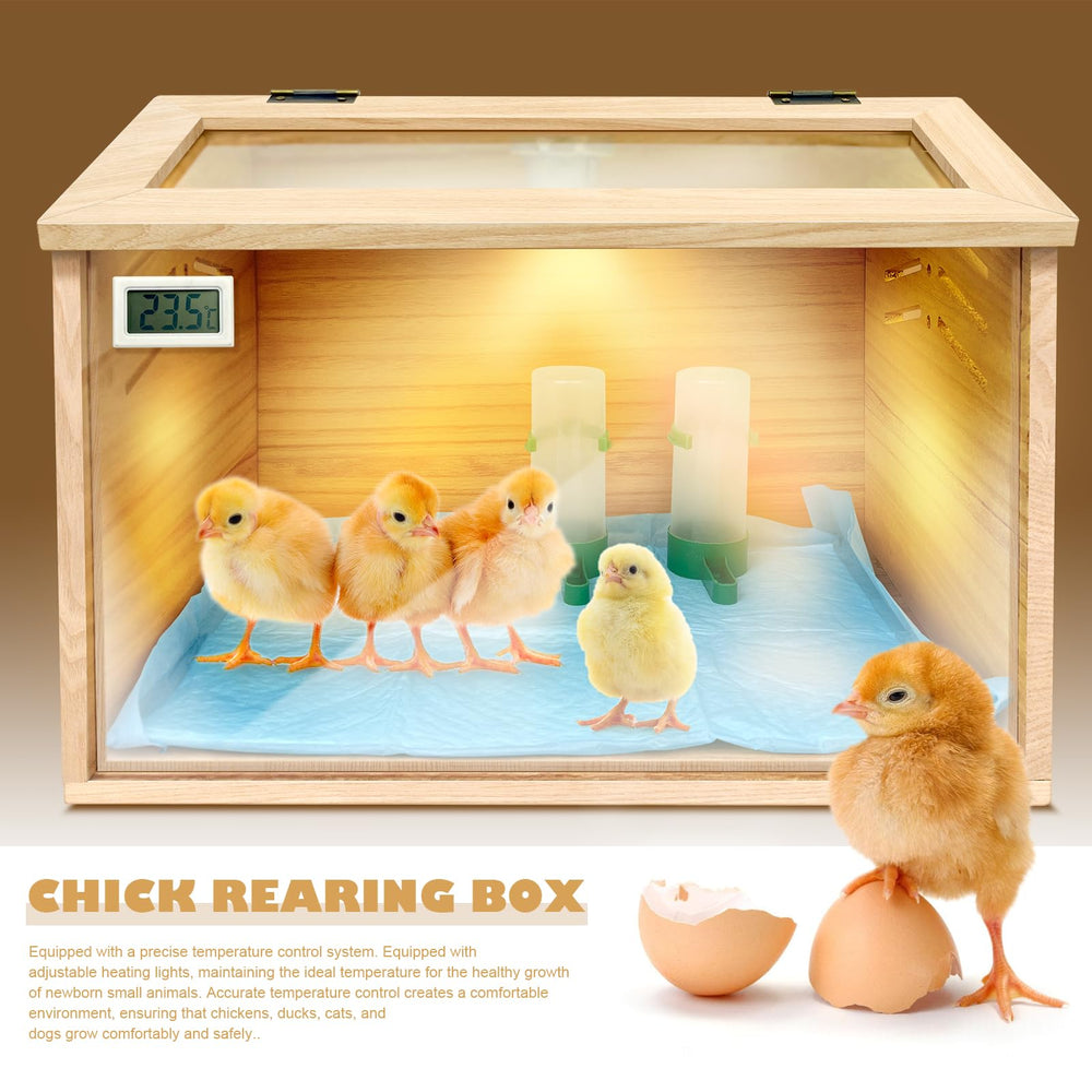 LIAQICHA interior with chicks showing visibility and cozy warmth