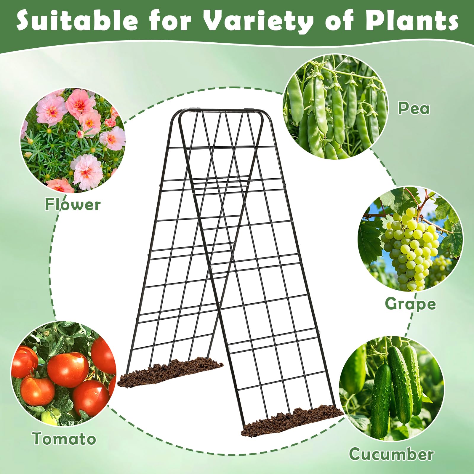 LifeisLuck trellis with cucumbers showcasing cleaner, elevated harvest benefit