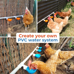 Chicken drinking from Lil'Clucker cup showing comfortable access and reduced spilling