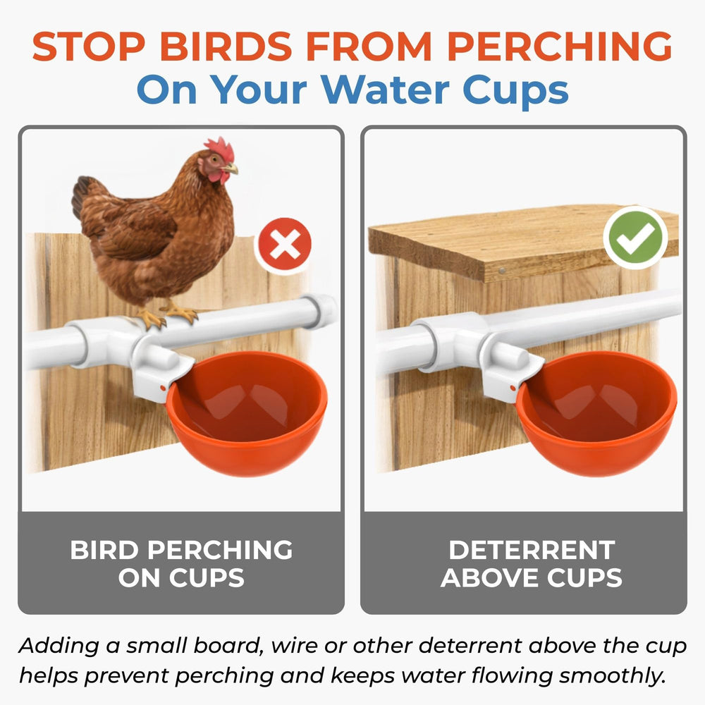 Wide shot of Lil'Clucker cups installed in coop showing tidy, low-maintenance watering setup